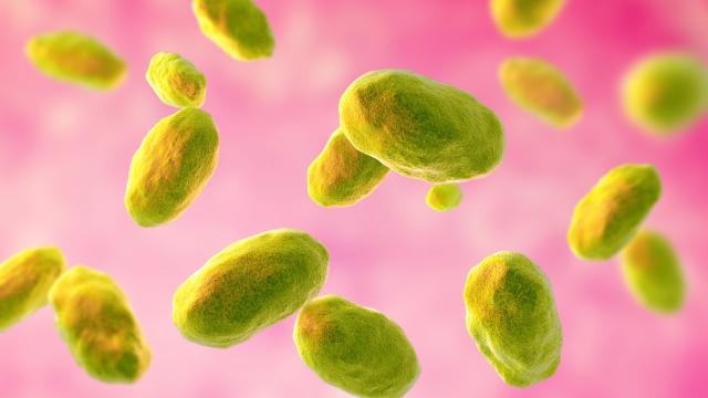 Illustration of yersinia enterocolitica bacteria