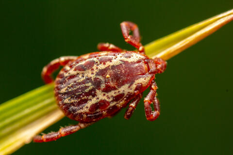 Close up of a Wood Tick on a blade of grass
